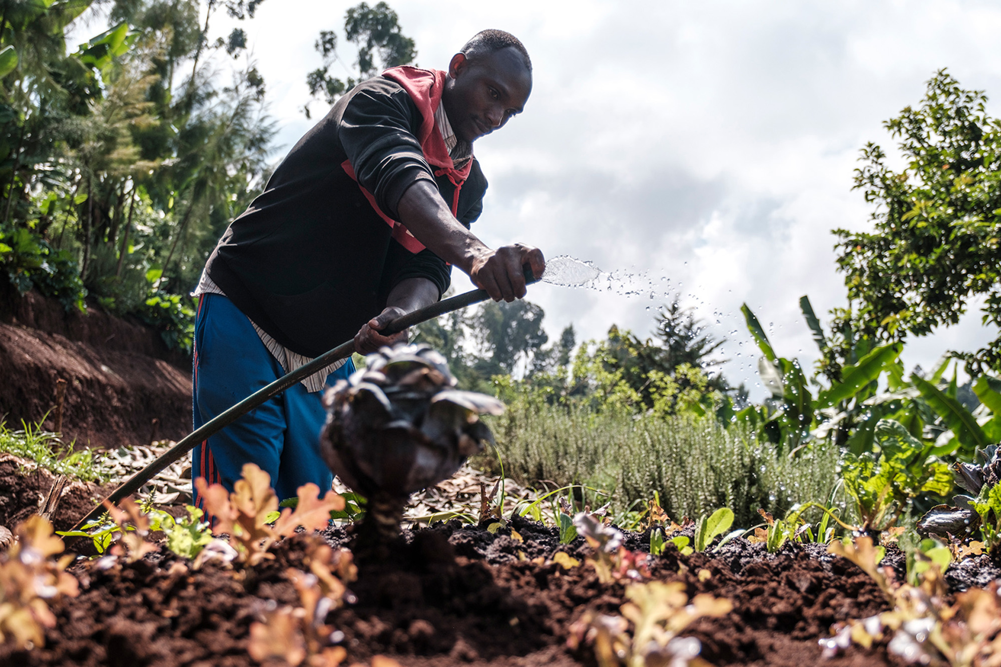 Un homme arrosant un potager.