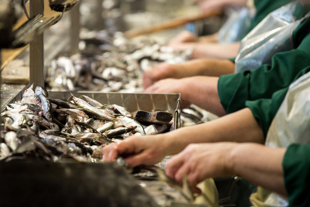  Des travailleurs dans une usine de transformation du poisson.