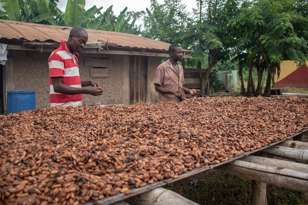 Des agriculteurs sèchent des fèves de cacao à Kunsu, au Ghana.