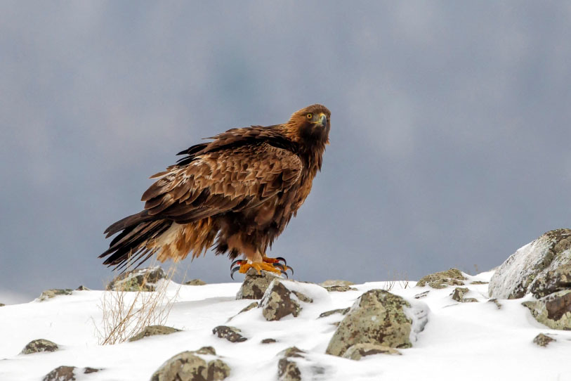 Un aigle au sommet d'une montagne.