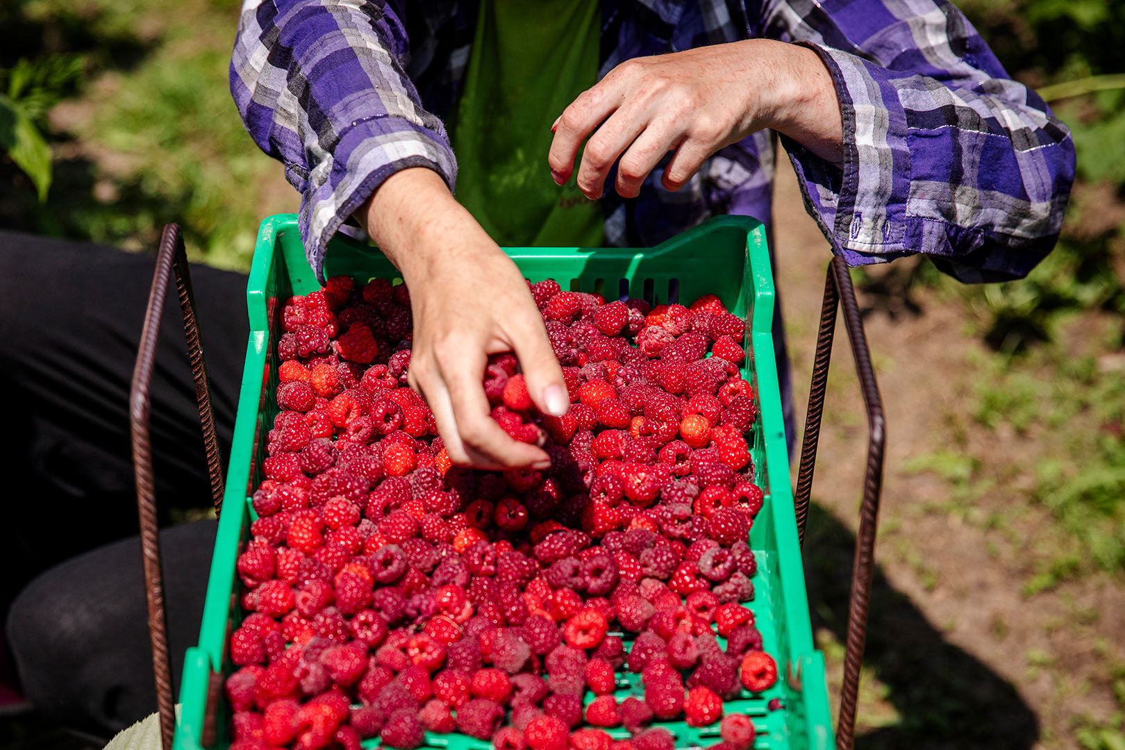 Des mains triant des framboises