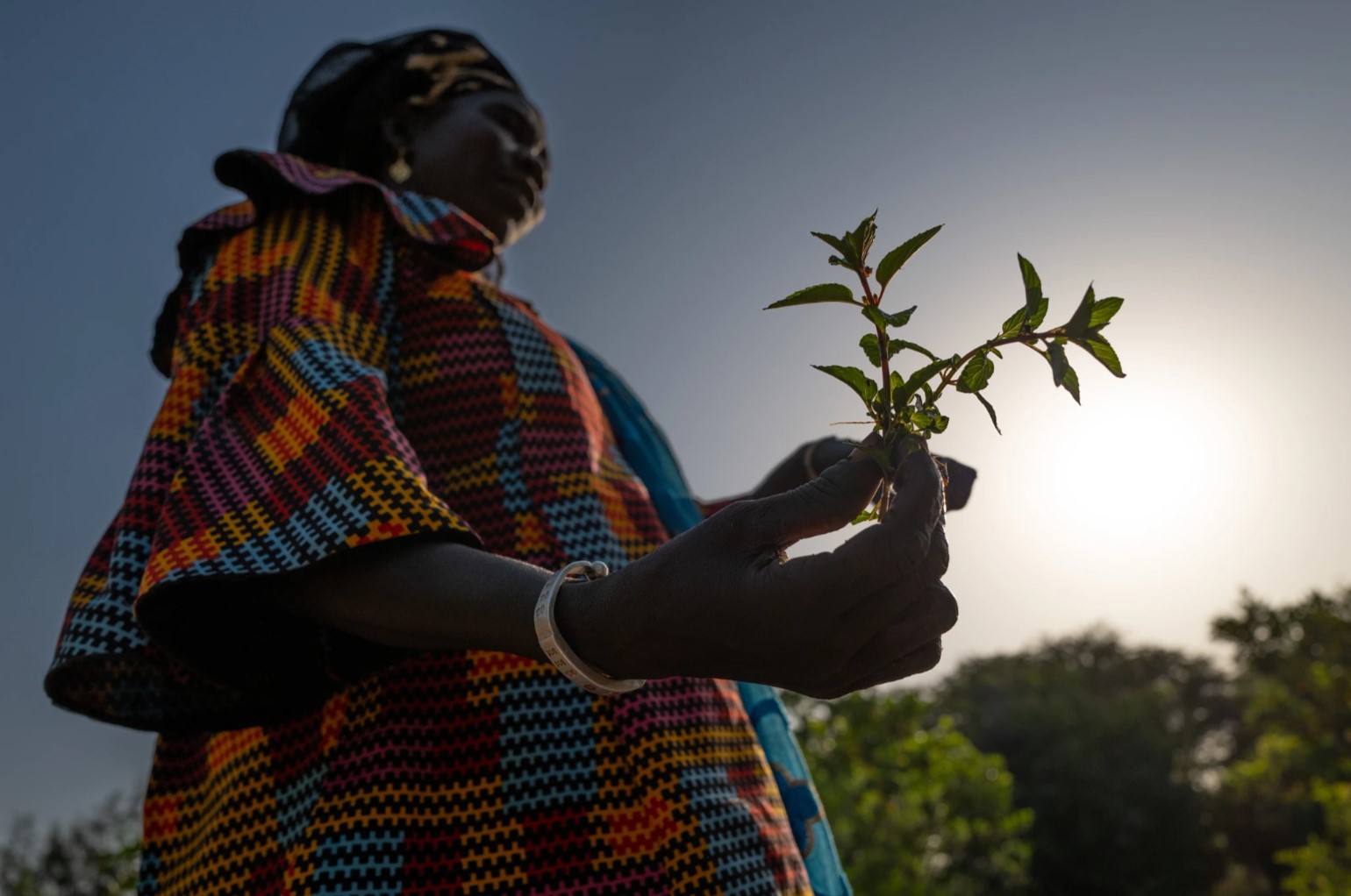 Une femme tenant une plante entre ses doigts