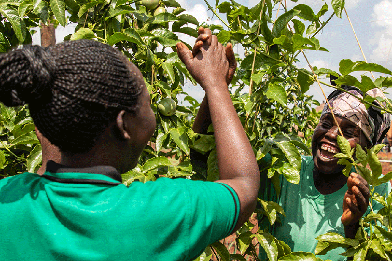 des femmes cueillent des fruits d'un arbre