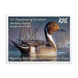 Northern Pintail 2024-2025 Federal Duck Stamps