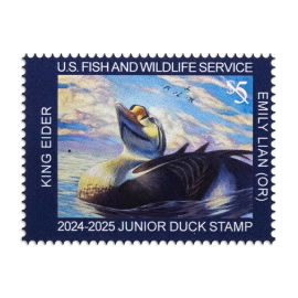 King Eider 2024-2025 Junior Duck Stamps