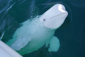 Beluga,Whale,Hvaldimir