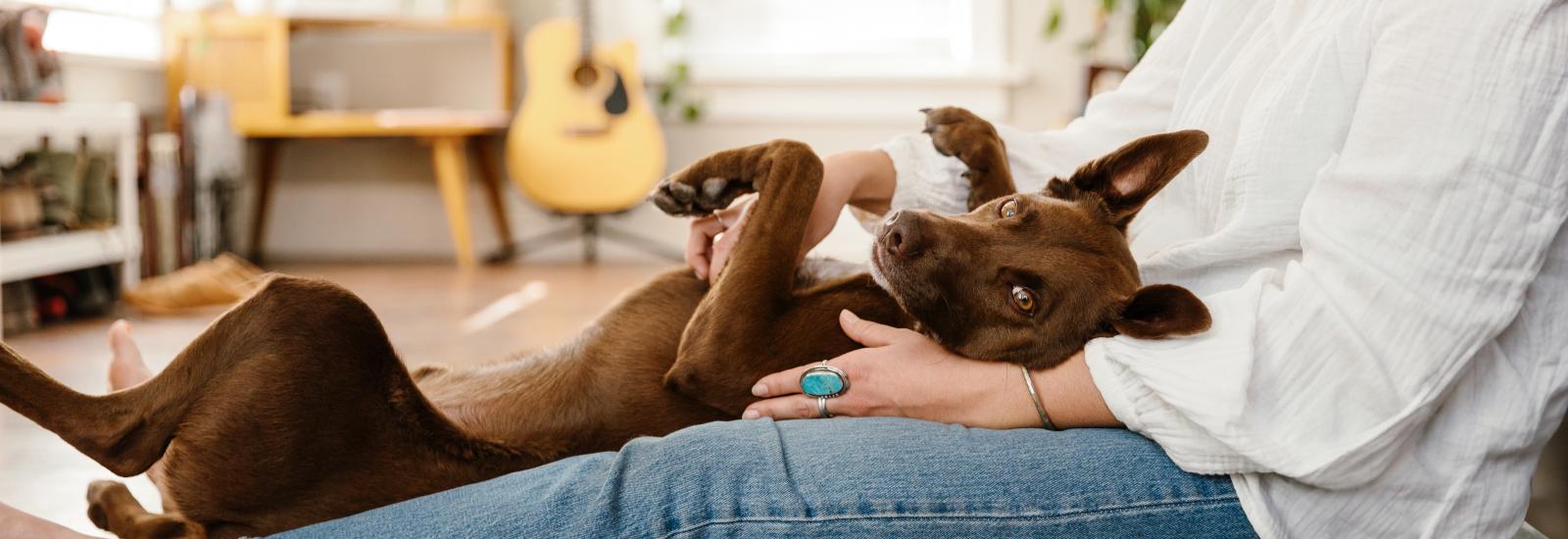 happy dog laying on owners lap