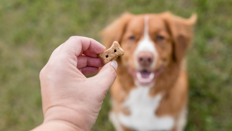 Old Mother Hubbard Dog Treats