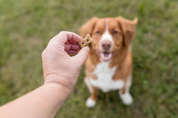 dog looking at treat