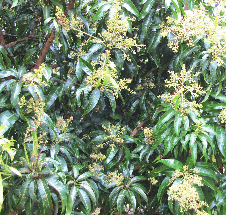 Plant of the month for July 2024 – Mango