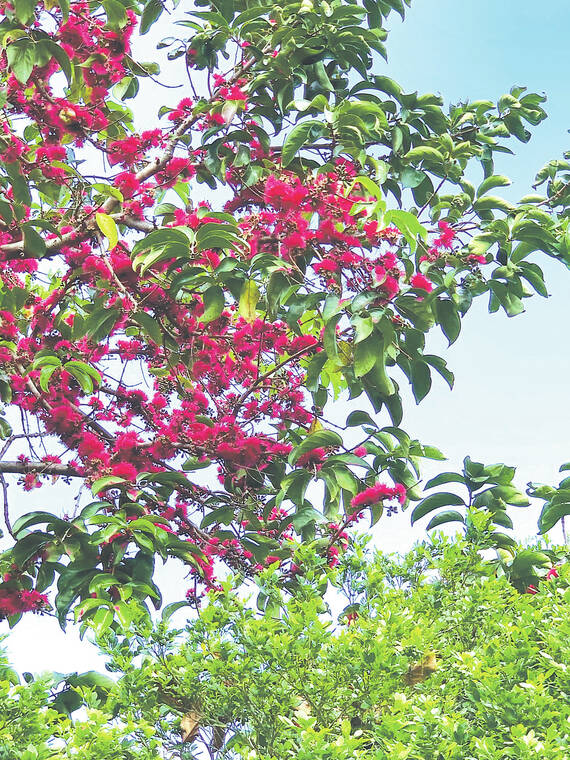 Tropical Gardening: Interest in native plants follows Polynesian culture celebration