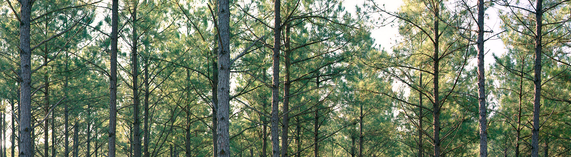 Trees in Weyerhaeuser timberlands