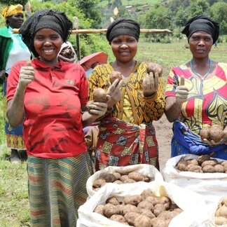 Smallholder farmers harvest potatoes in Bitenga marshland rehabilitated by WFP in western Rwanda. WFP creates assets such as rehabilitated marshlands and terraces on hillslopes to control soil erosion and increase food production. Photo: WFP/JohnPaul SESONGA