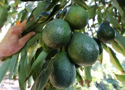 avocados on a tree