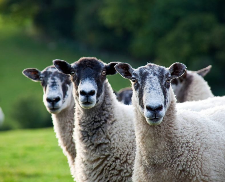 Goats looking at the camera