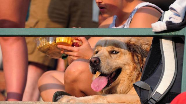 How to protect dogs in intense heat