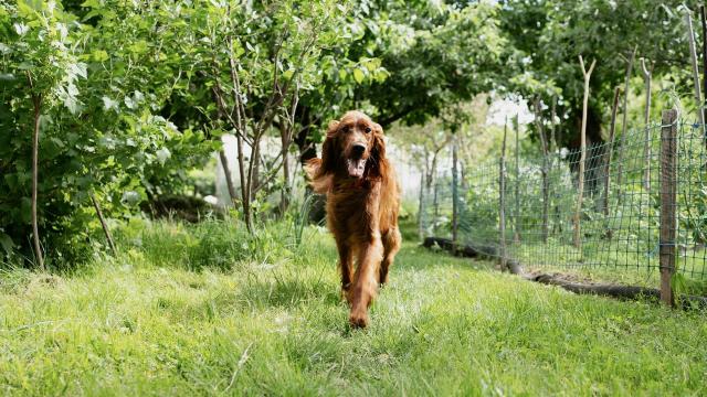 11 toxic plants for dogs and cats, both indoors and outdoors