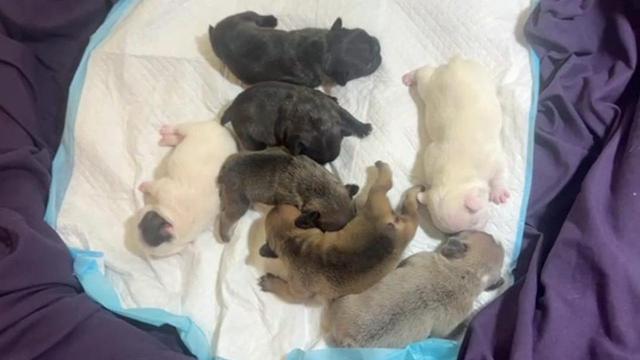 Breeder arrested after seven puppies left inside hot car in Apex