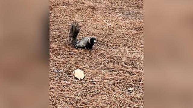 Odd-looking squirrels seen at the U.S. Open in Pinehurst are fox squirrels