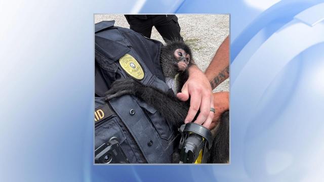 Surf City police reunite lost pet monkey with owner 🐒