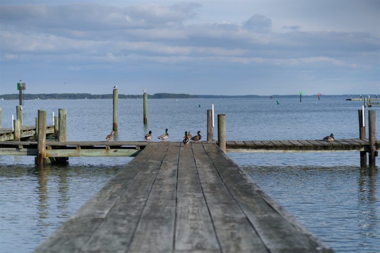 ducks on the dock